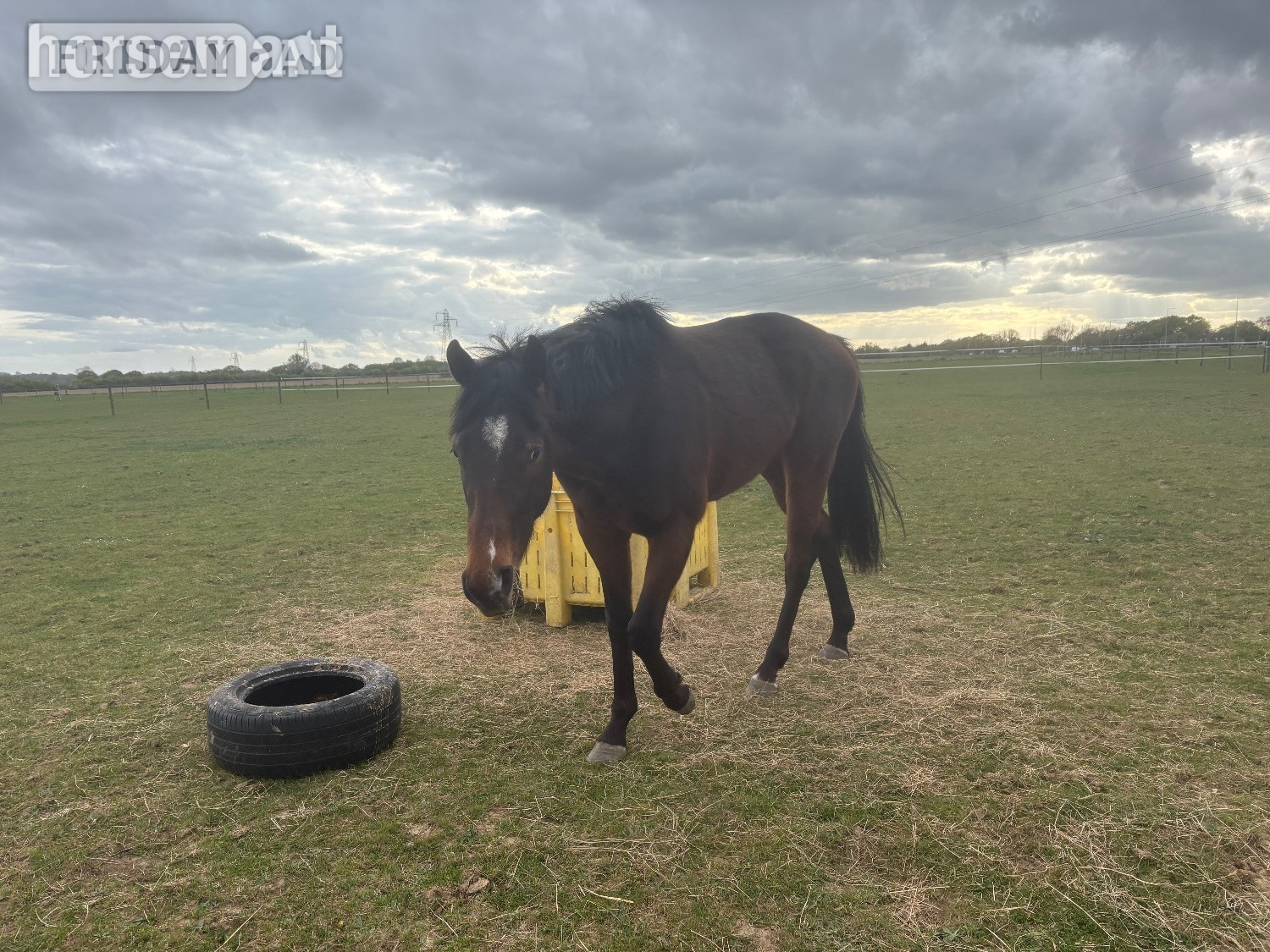 Capel St. Mary "Luca" Bay Gelding Ex Racehorse
