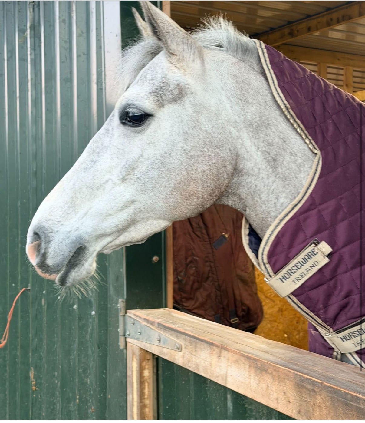 "Fia " Grey Mare All Rounder