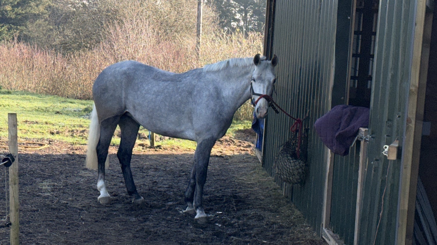 "Fia " Grey Mare All Rounder - Horses in Andover