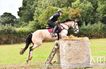 "Cookie" Buckskin Mare All Rounder