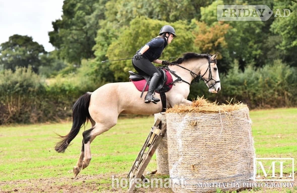 "Cookie" Buckskin Mare All Rounder in Telford