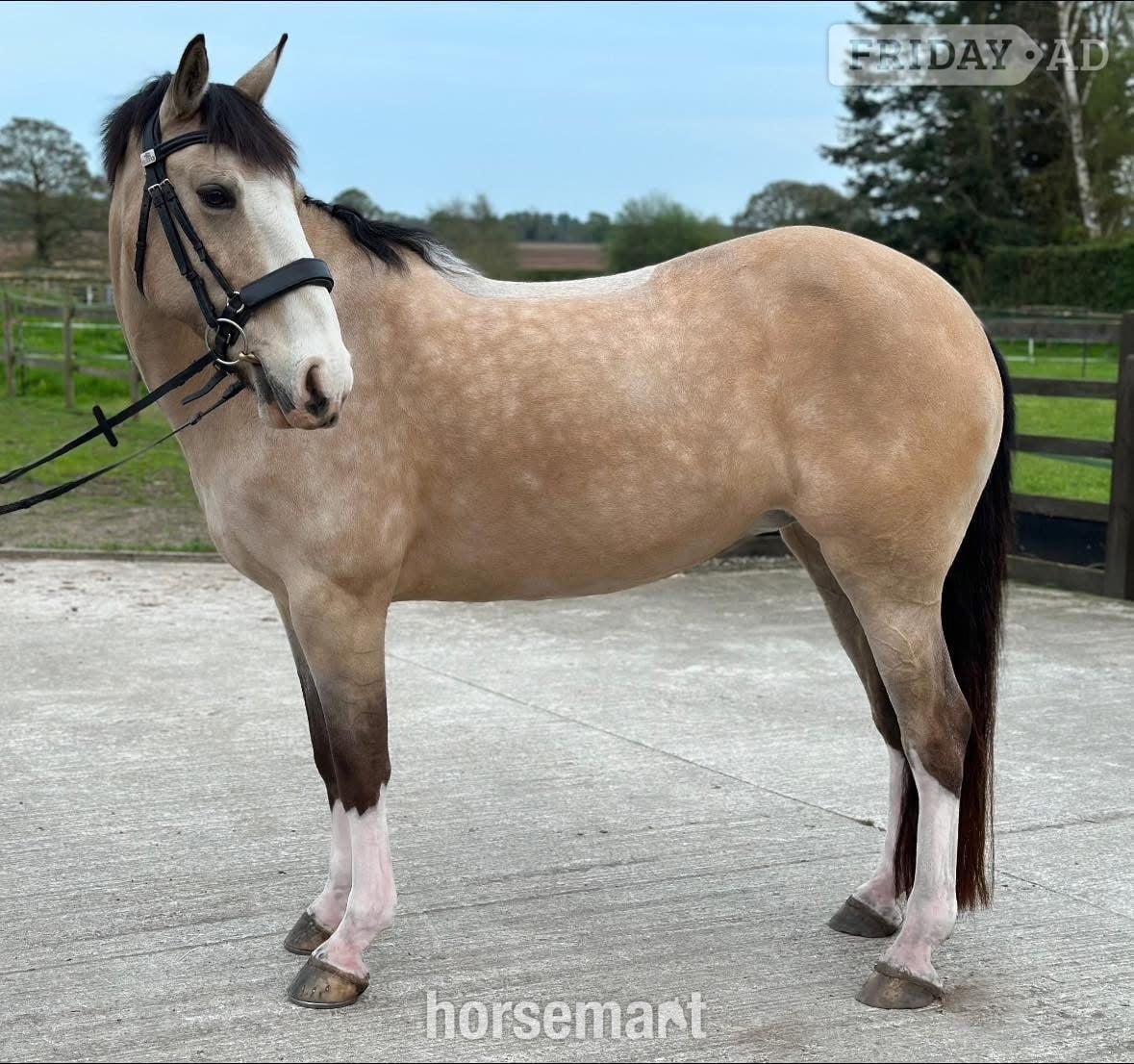 Telford "Cookie" Buckskin Mare All Rounder