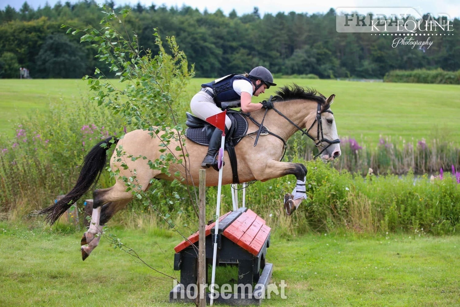 "Cookie" Buckskin Mare All Rounder - Horses in Telford