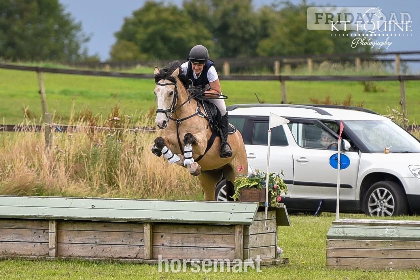 "Cookie" Buckskin Mare All Rounder - Horses