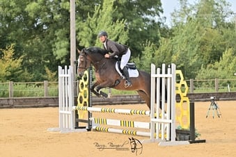 "Smartie " Bay Mare All Rounder
