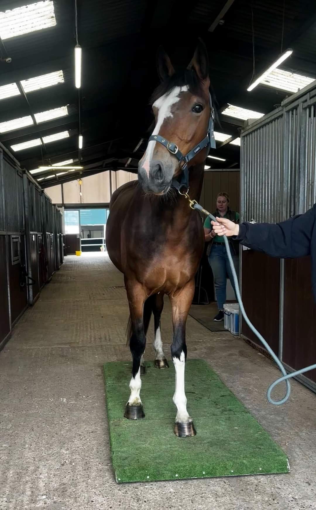 "Smartie " Bay Mare All Rounder