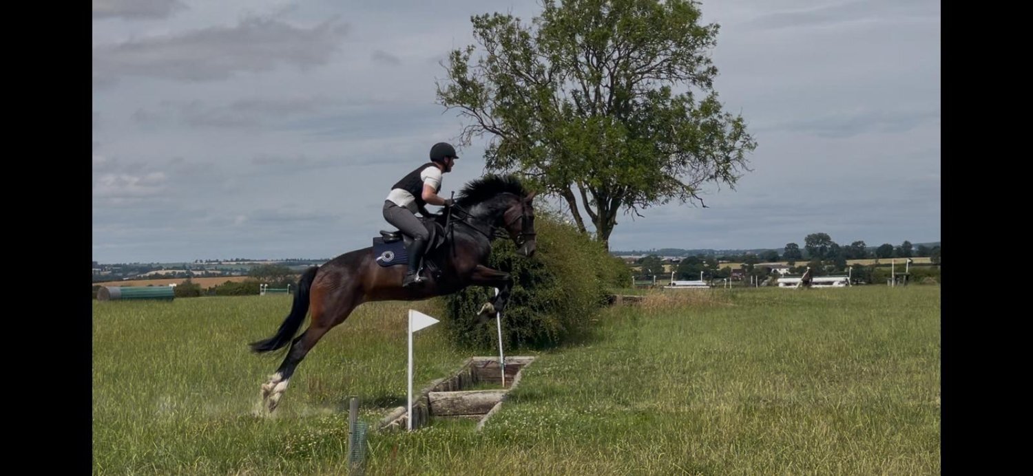 Kirby Bellars "Smartie " Bay Mare All Rounder