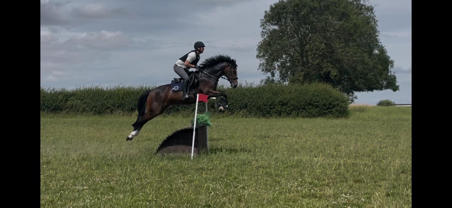 "Smartie " Bay Mare All Rounder - Horses in Kirby Bellars