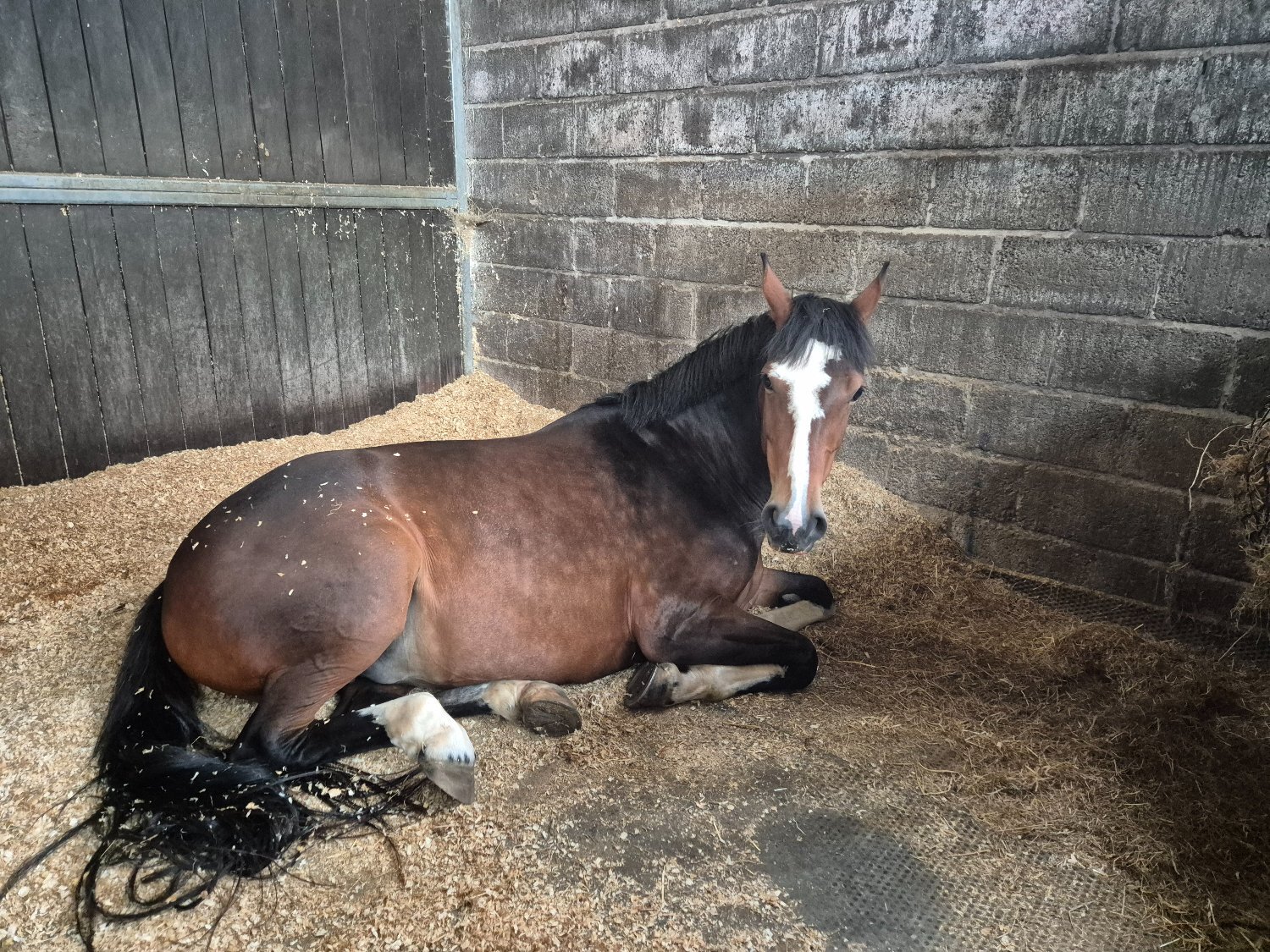 "Smartie " Bay Mare All Rounder - Horses