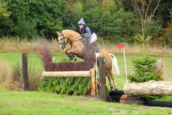"Dylasau Huw Gwyn" Palomino Gelding All Rounder