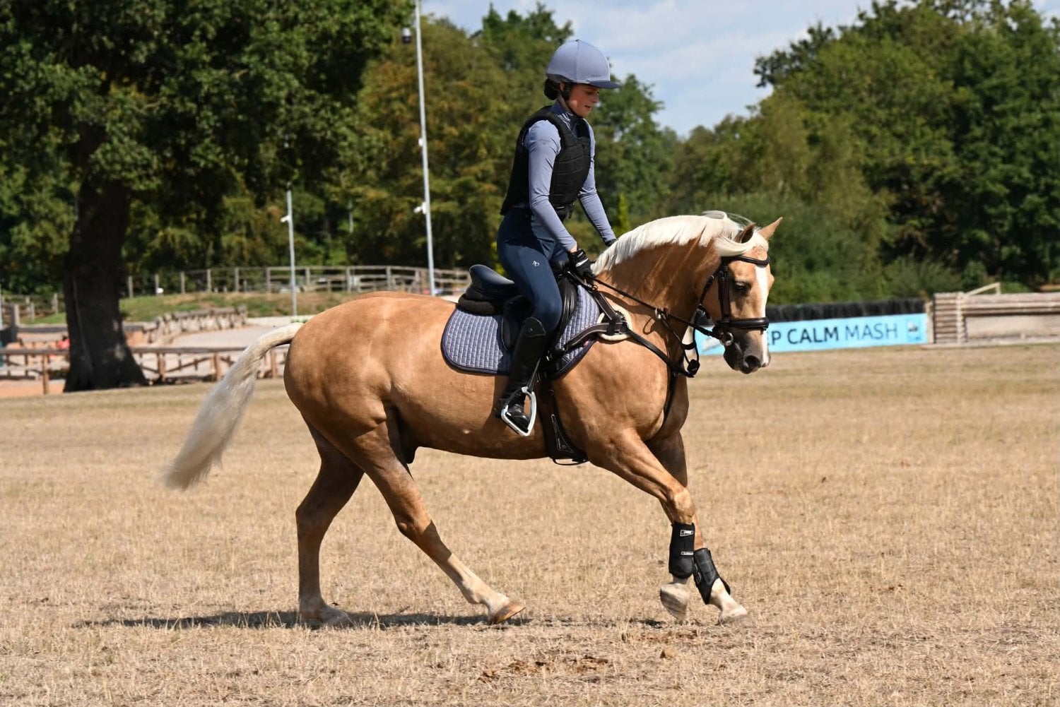 "Dylasau Huw Gwyn" Palomino Gelding All Rounder