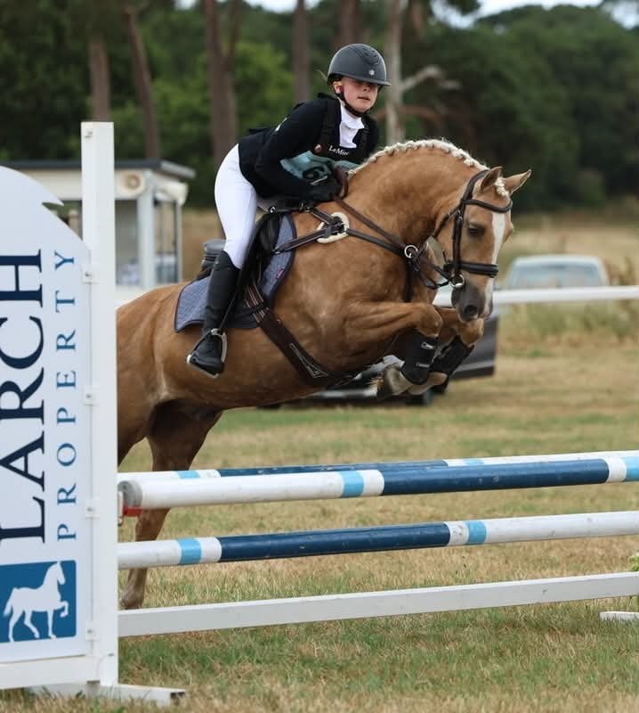 Caernarfon "Dylasau Huw Gwyn" Palomino Gelding All Rounder