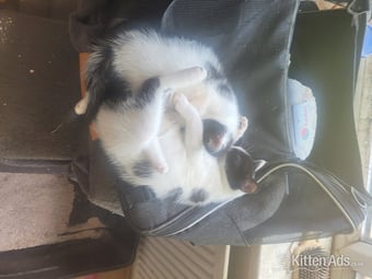 Beautiful black and white kitten for sale 