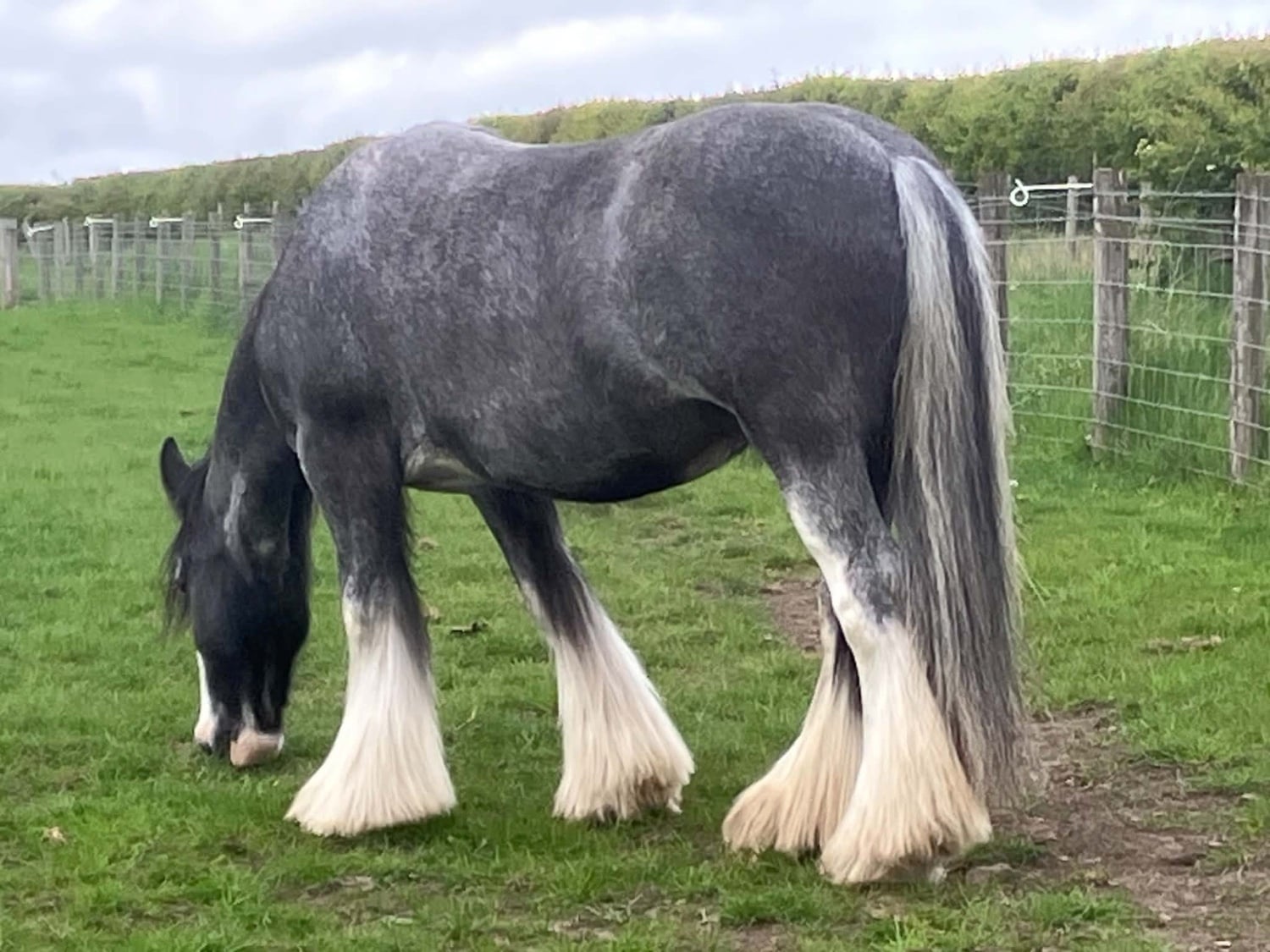 Bishop Auckland "Mollie" Roan Mare Family Horse