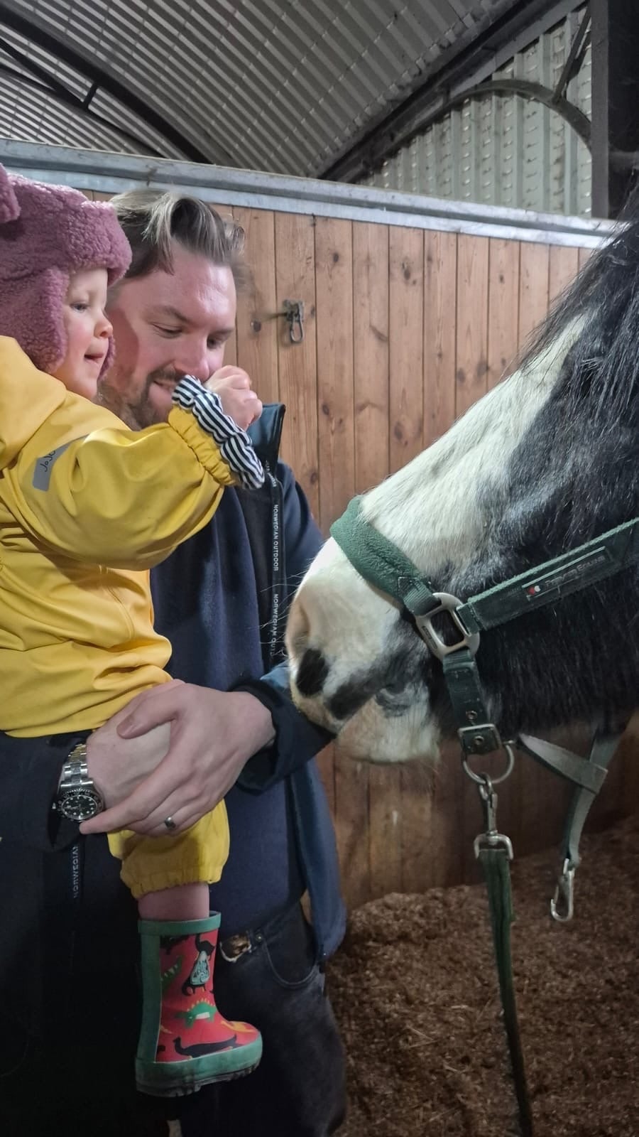"Mollie" Roan Mare Family Horse - Horses in Bishop Auckland