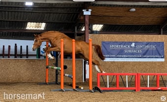 "Redington statesman" Chestnut Gelding Young Sport Horse
