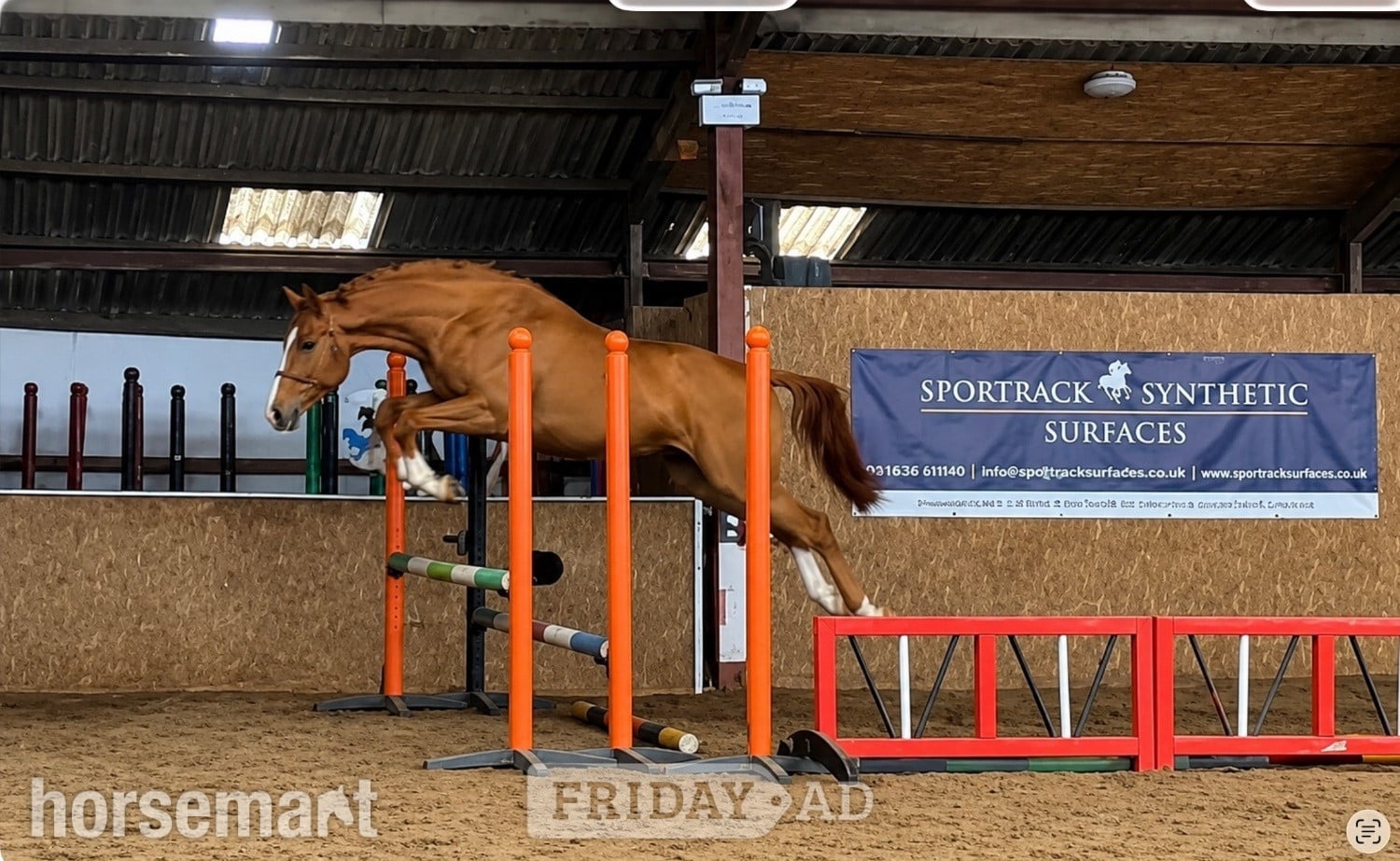 "Redington statesman" Chestnut Gelding Young Sport Horse in Malton