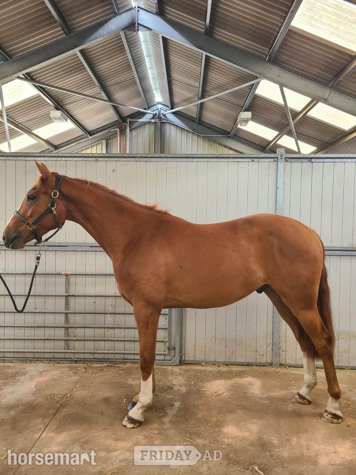 "Redington statesman" Chestnut Gelding Young Sport Horse