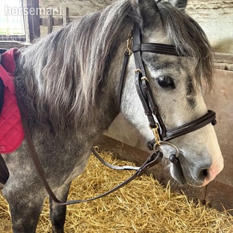 12.2/3hh New Forest Grey Mare for Part Share