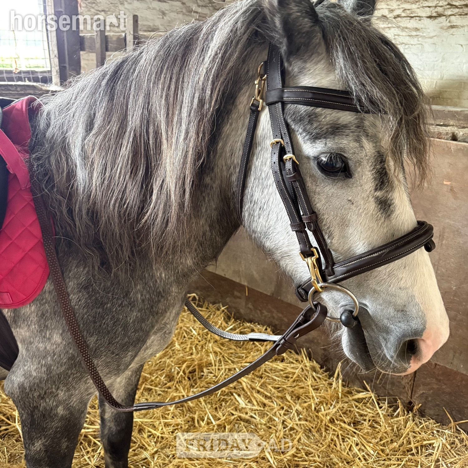 12.2/3hh New Forest Grey Mare for Part Share in West Grinstead