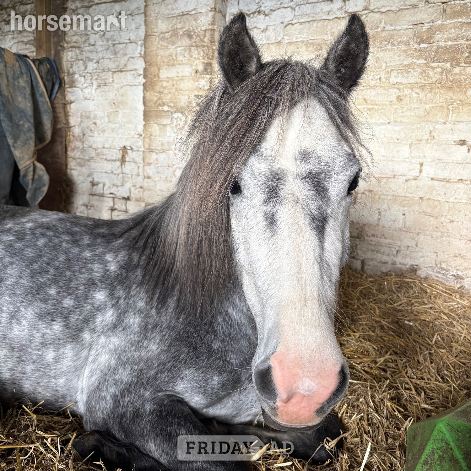12.2/3hh New Forest Grey Mare for Part Share