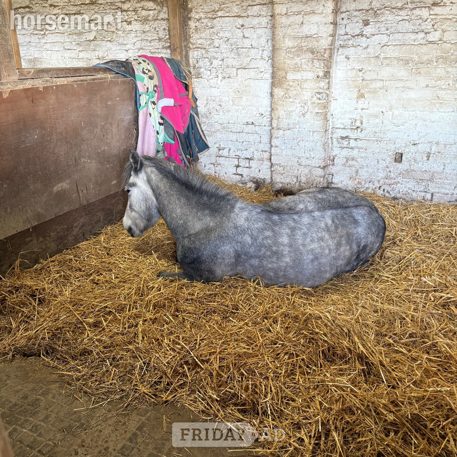 West Grinstead 12.2/3hh New Forest Grey Mare for Part Share
