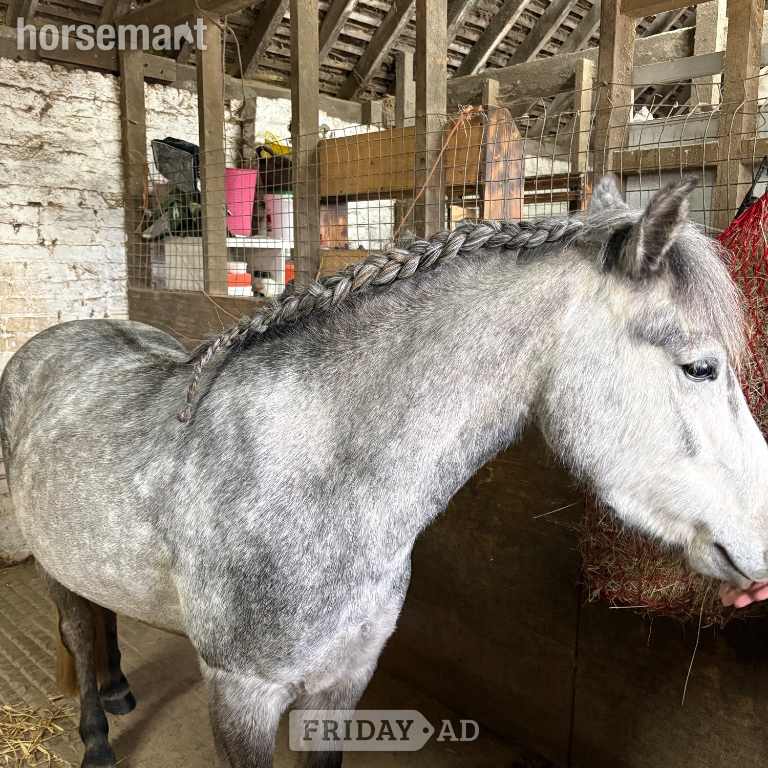 12.2/3hh New Forest Grey Mare for Part Share - Horses in West Grinstead