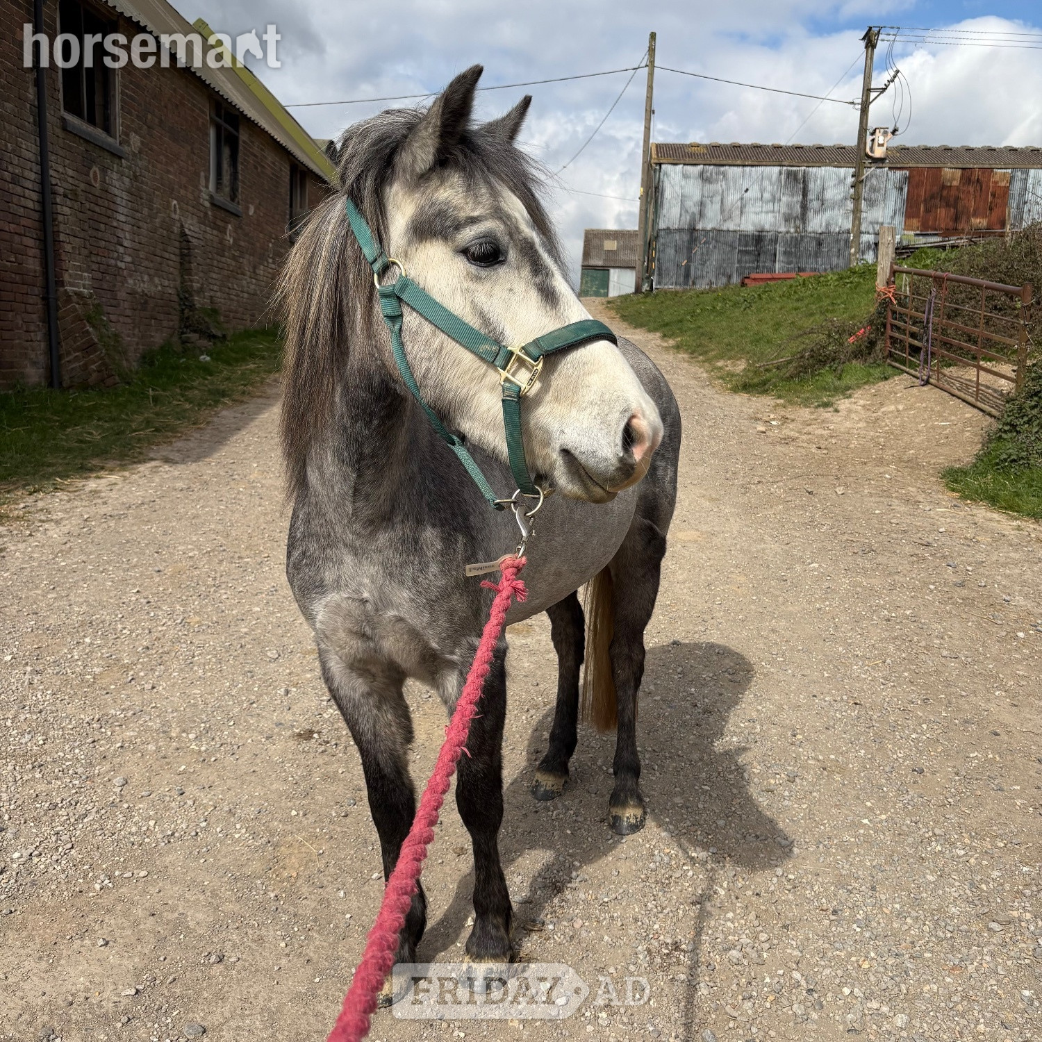 12.2/3hh New Forest Grey Mare for Part Share - Horses