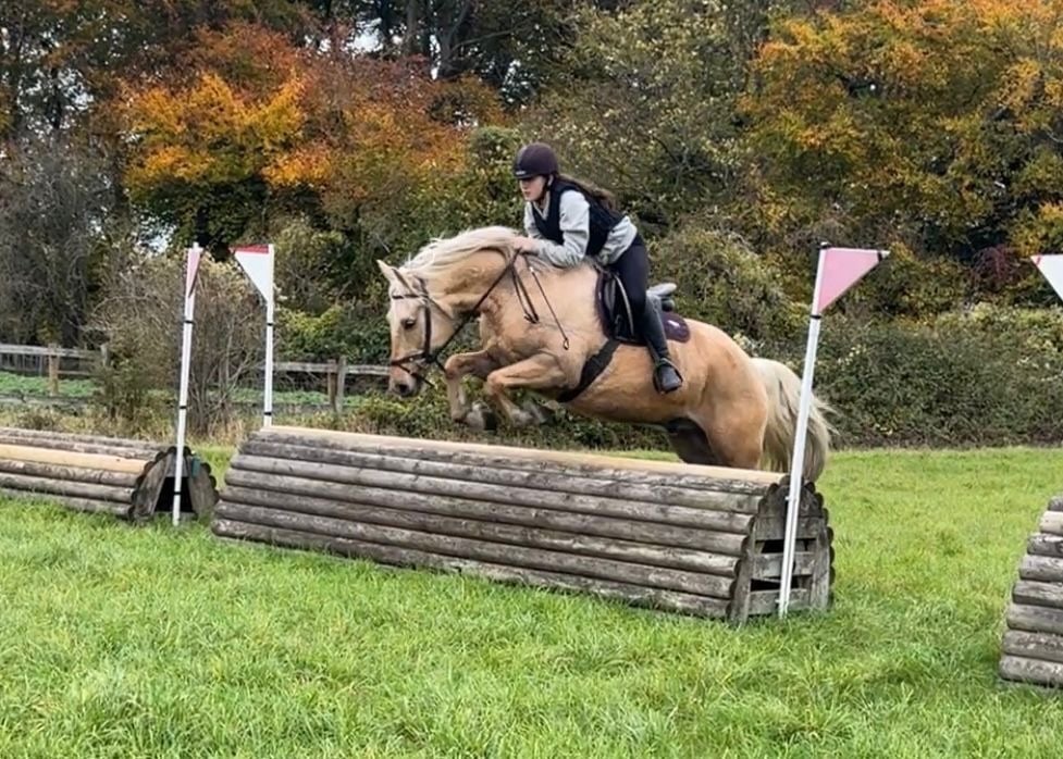 "Trigger" Palomino Gelding All Rounder