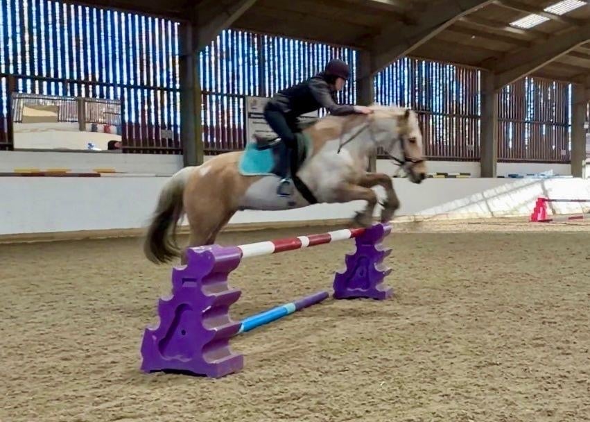 Slough "Trigger" Palomino Gelding All Rounder