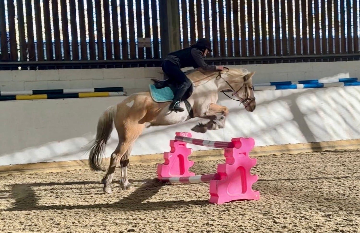 "Trigger" Palomino Gelding All Rounder - Horses in Slough