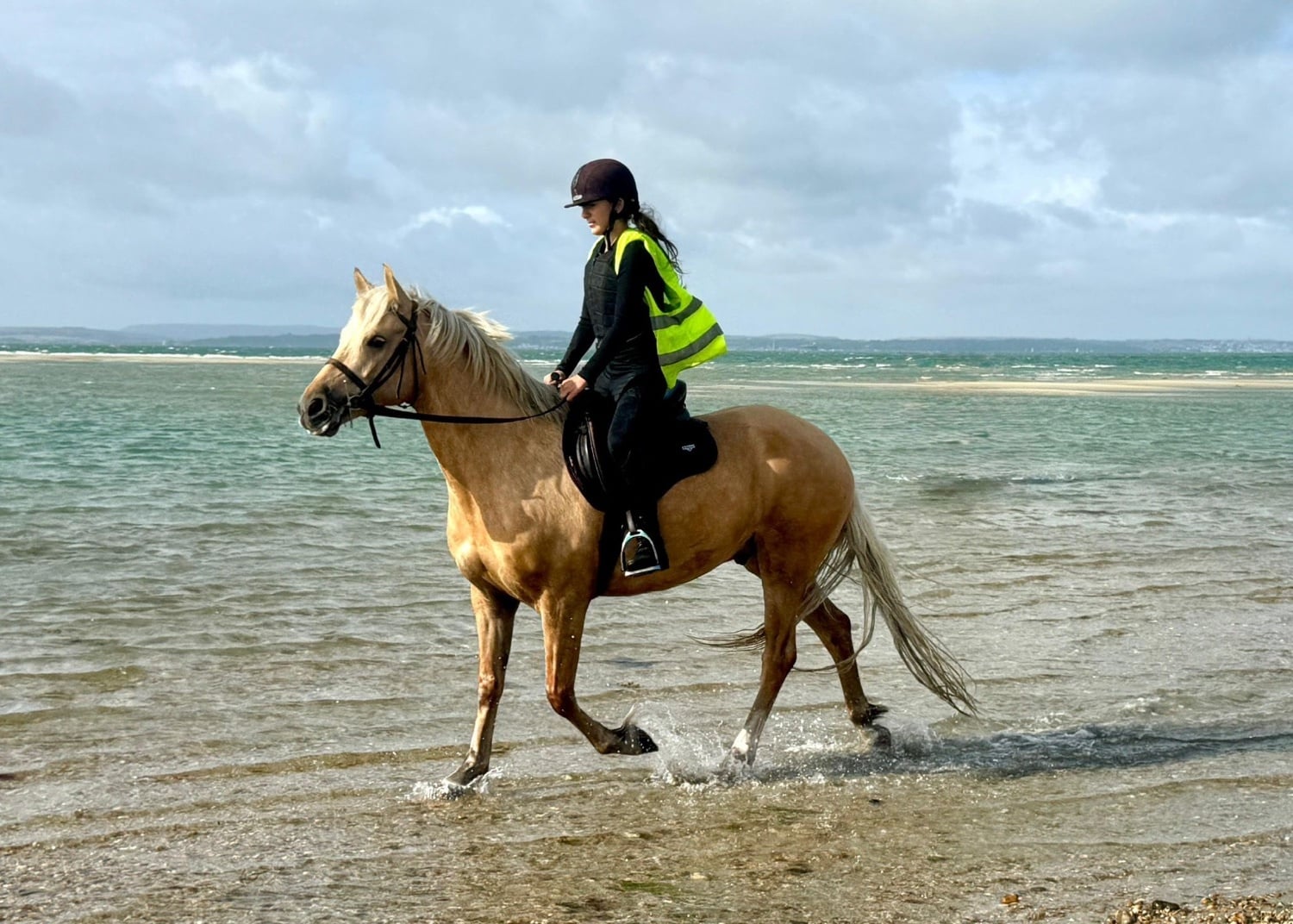 "Trigger" Palomino Gelding All Rounder - Horses