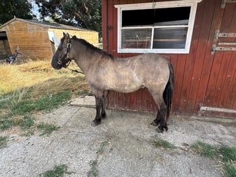 "Wispa" Blue Dun Gelding Youngstock / Foal