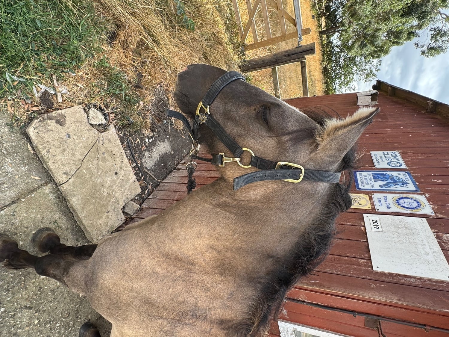 "Wispa" Blue Dun Gelding Youngstock / Foal