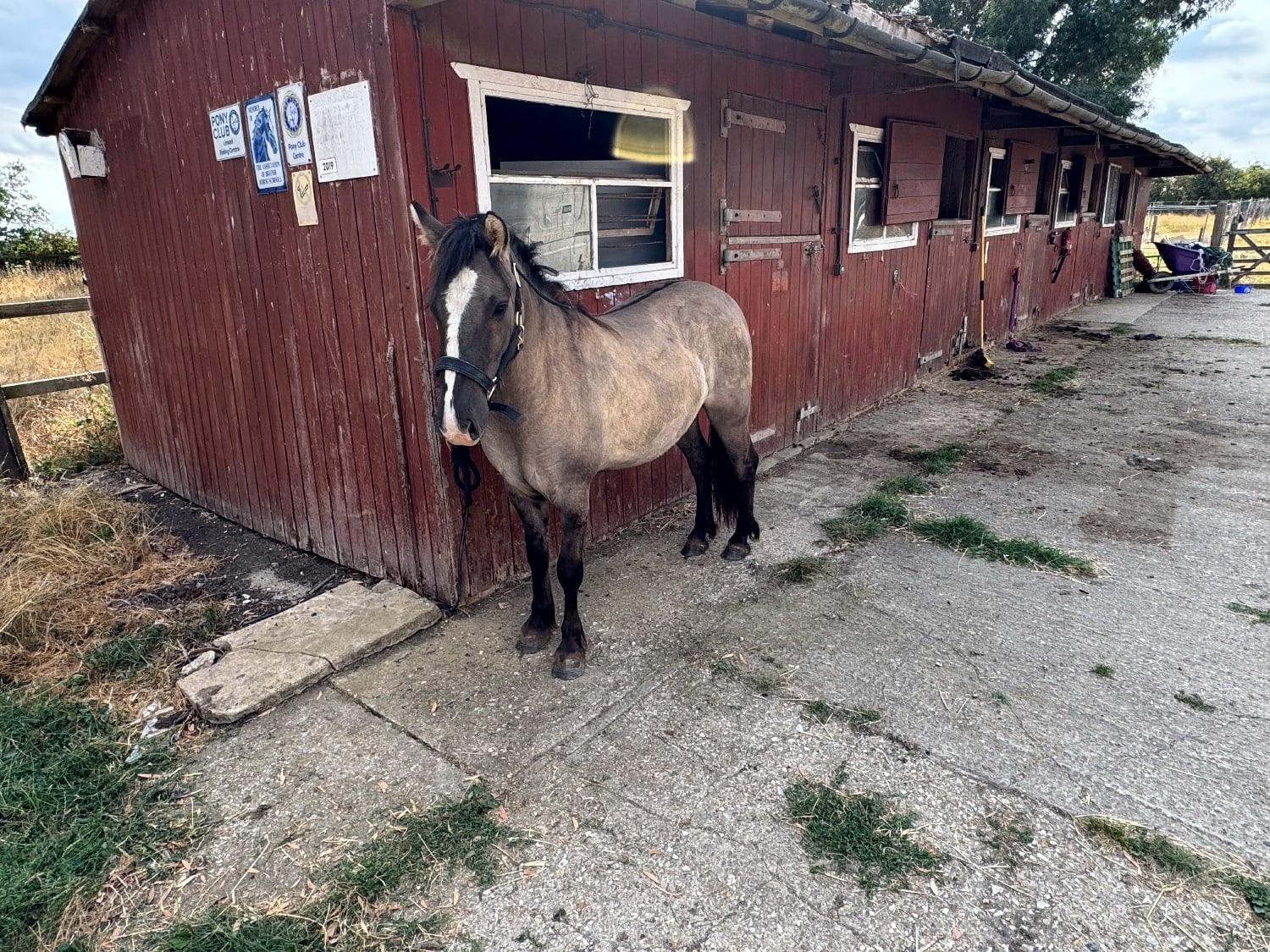Skegness "Wispa" Blue Dun Gelding Youngstock / Foal