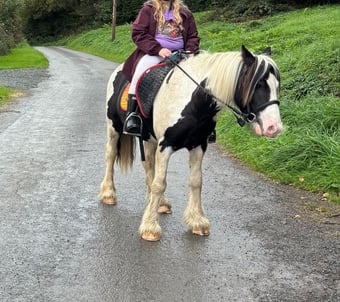 "Bumble " Piebald Gelding Pony Club Pony
