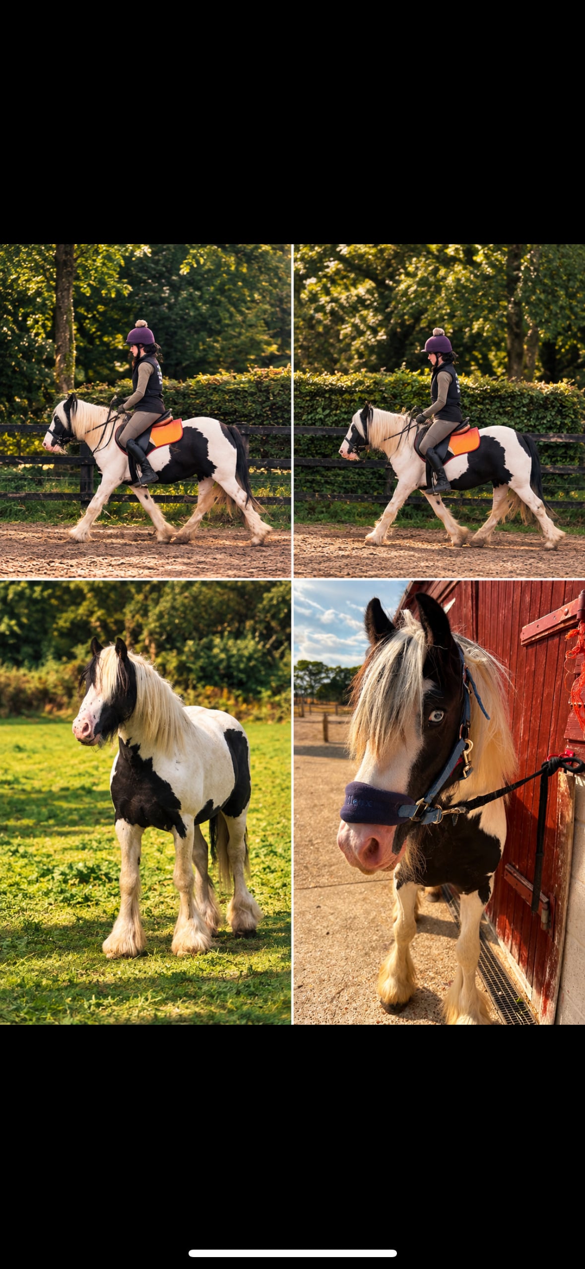 "Bumble " Piebald Gelding Pony Club Pony