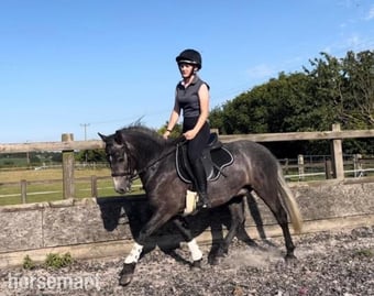 "Covecopse Smokey " Dapple Grey Gelding Pony Club Pony