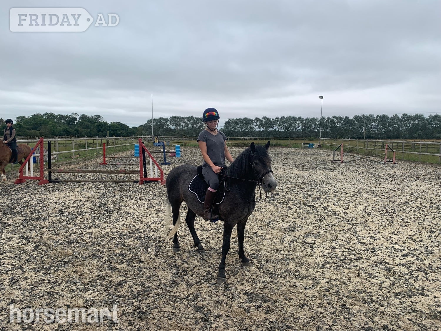 Chelmsford "Covecopse Smokey " Dapple Grey Gelding Pony Club Pony