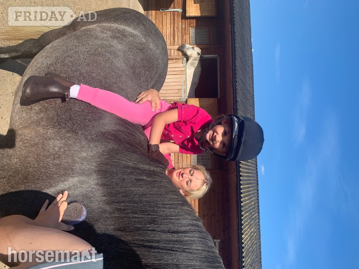 "Covecopse Smokey " Dapple Grey Gelding Pony Club Pony - Horses in Chelmsford