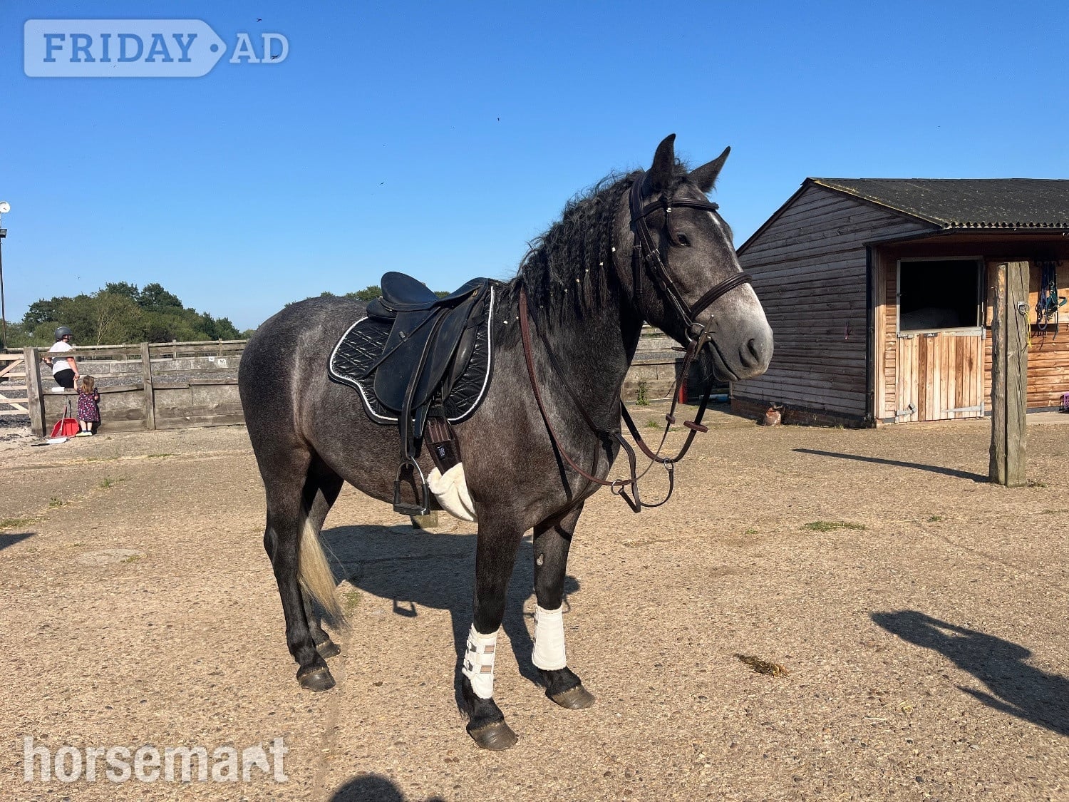 "Covecopse Smokey " Dapple Grey Gelding Pony Club Pony