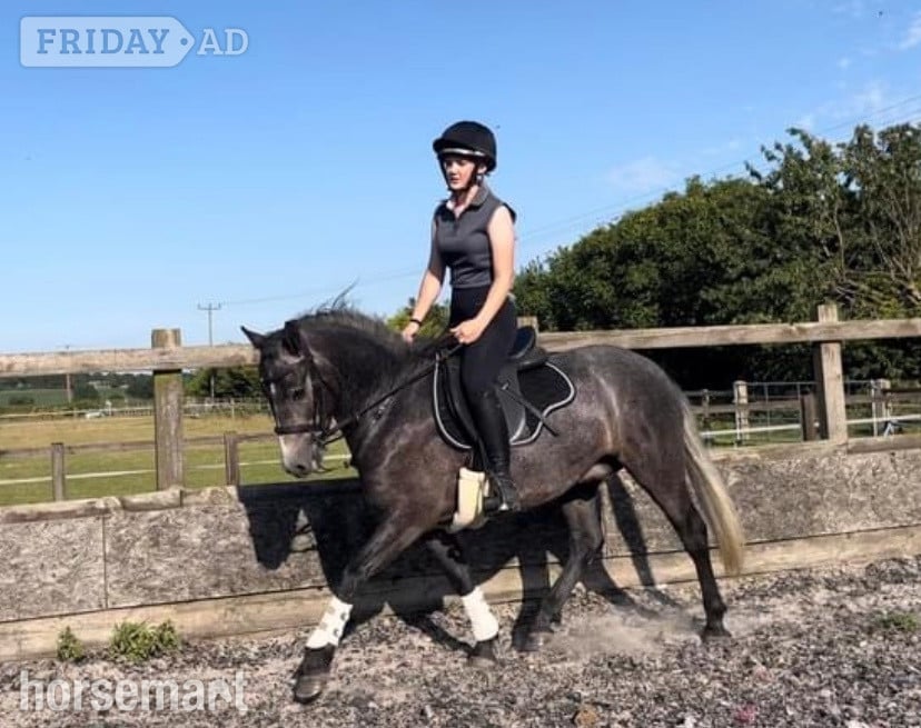 "Covecopse Smokey " Dapple Grey Gelding Pony Club Pony in Chelmsford
