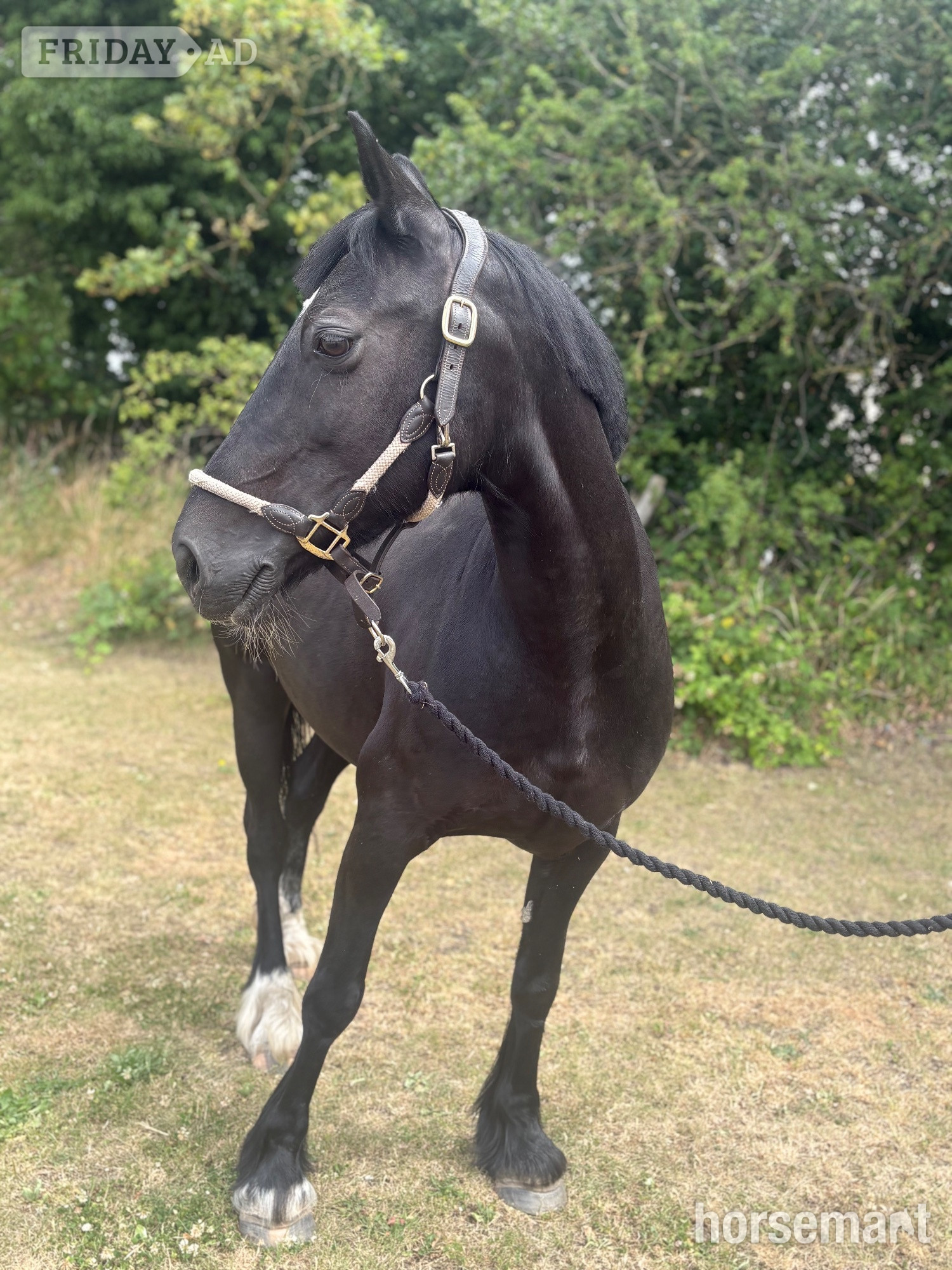 "Annabel" Black Mare All Rounder in Alsager