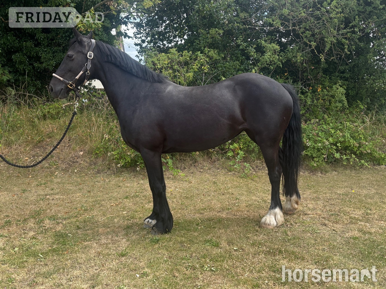 "Annabel" Black Mare All Rounder