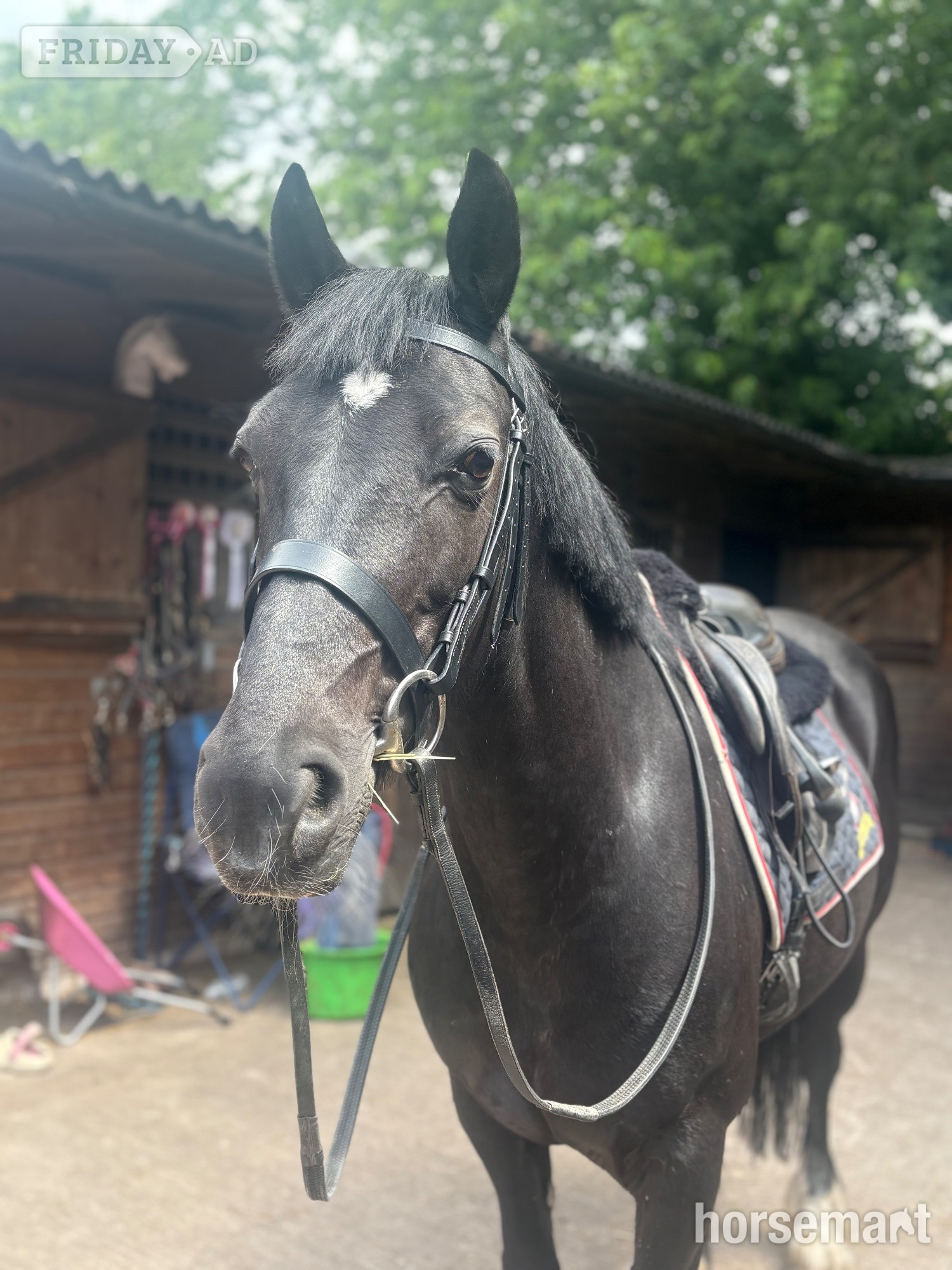 Alsager "Annabel" Black Mare All Rounder