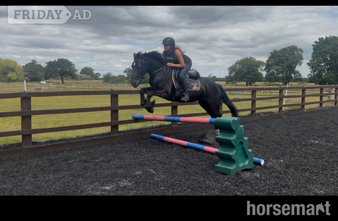 "Annabel" Black Mare All Rounder - Horses in Alsager