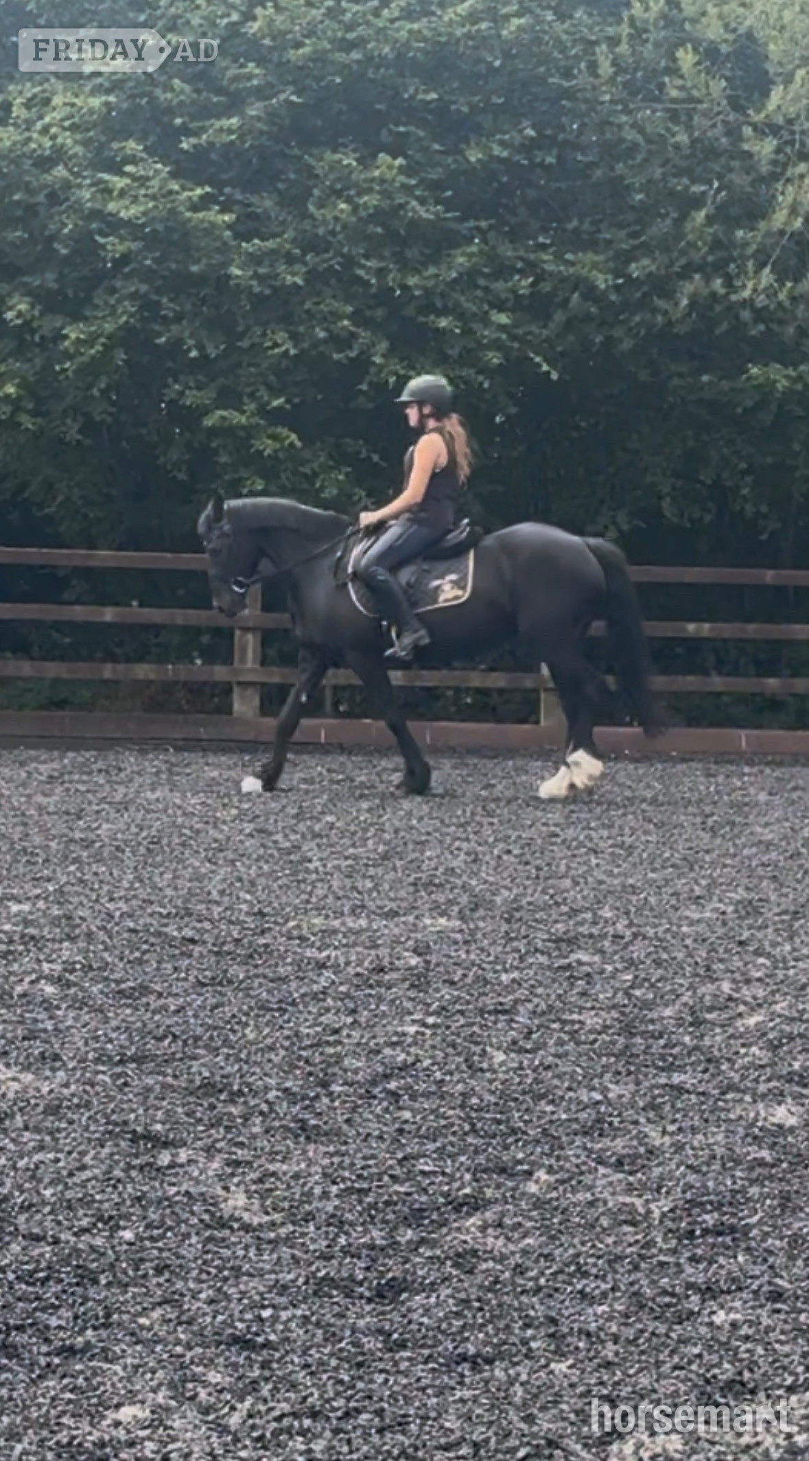 "Annabel" Black Mare All Rounder - Horses