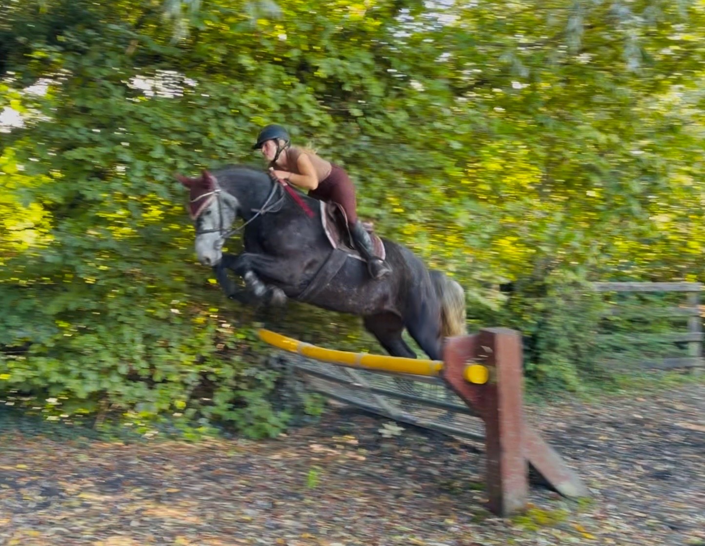 "Princess: gentle, easygoing, brave, sensible mother/daughter share" Iron Grey Mare All Rounder - Horses in Raheen