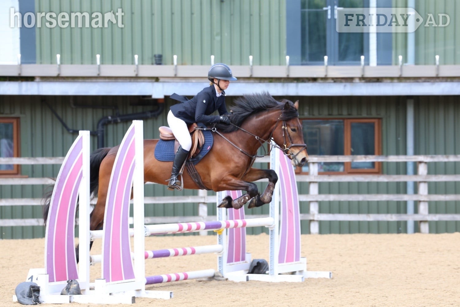 "Saranaught Oscar" Bay Gelding Hunter in Skelmersdale