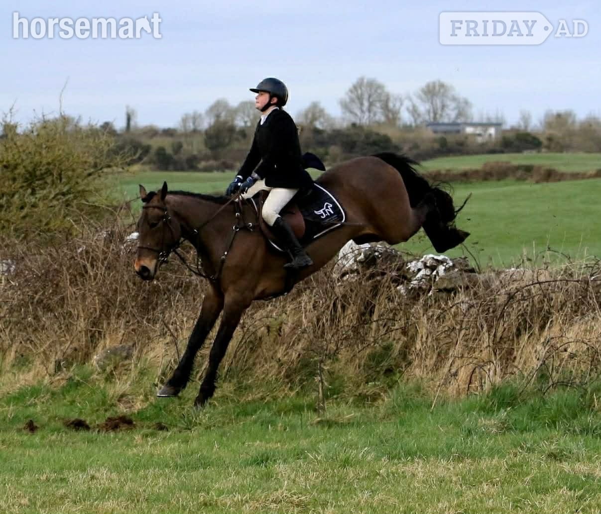"Saranaught Oscar" Bay Gelding Hunter